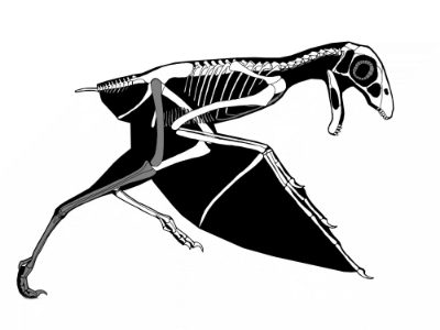 Ambopteryx / Gunnar Bivens. Creative Commons 3.0 Unported (CC BY 3.0)
